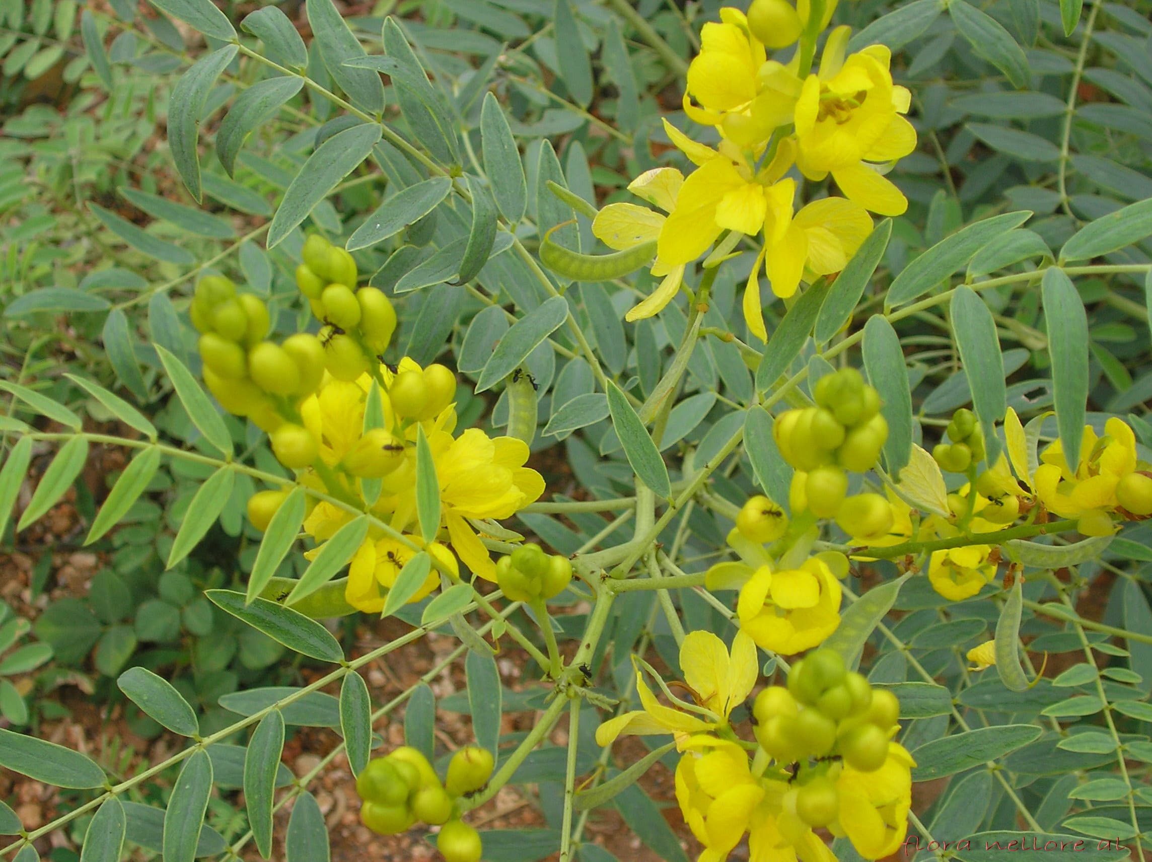 Alexandrian senna