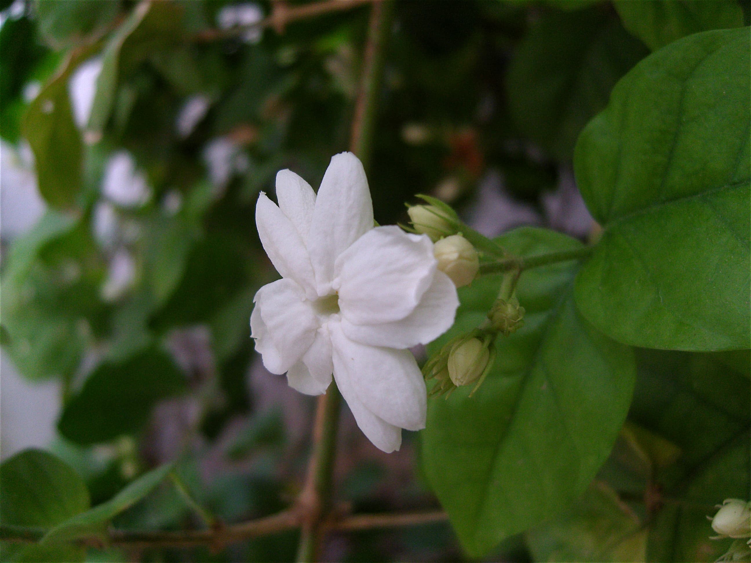 Arabian jasmine