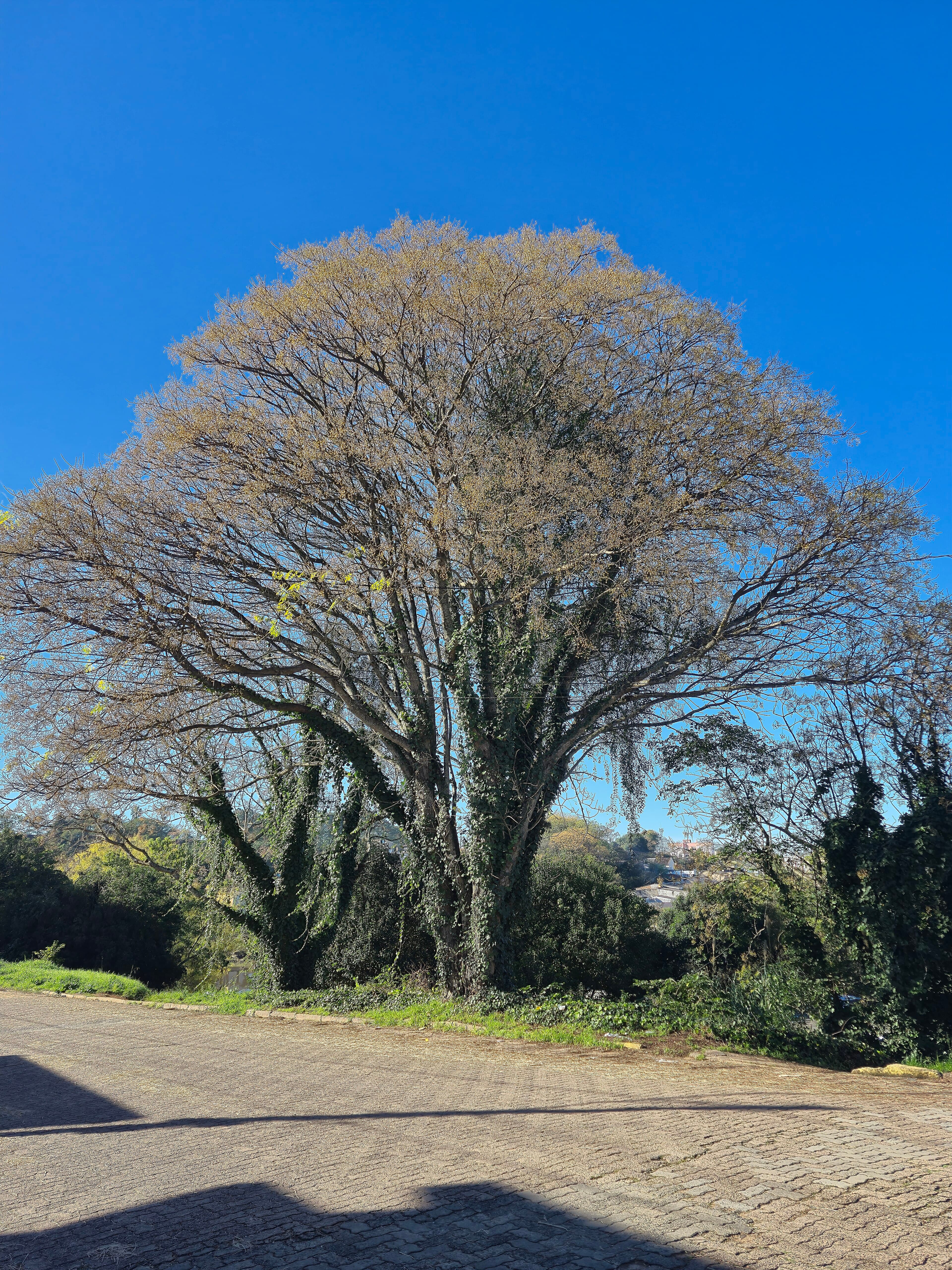 Chinaberry tree