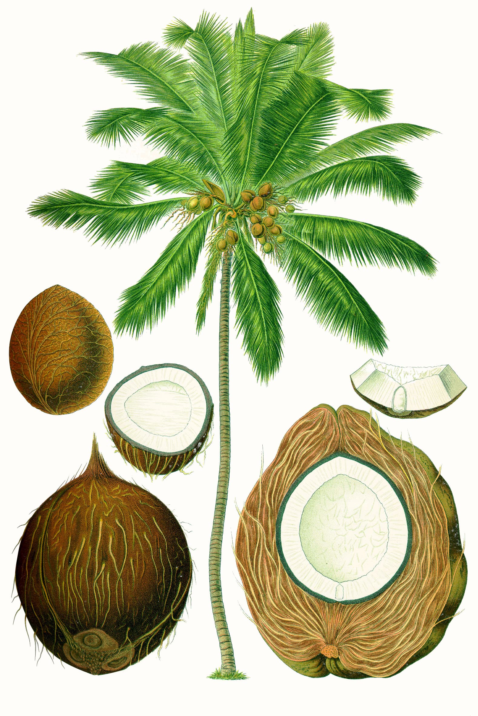 Coconut