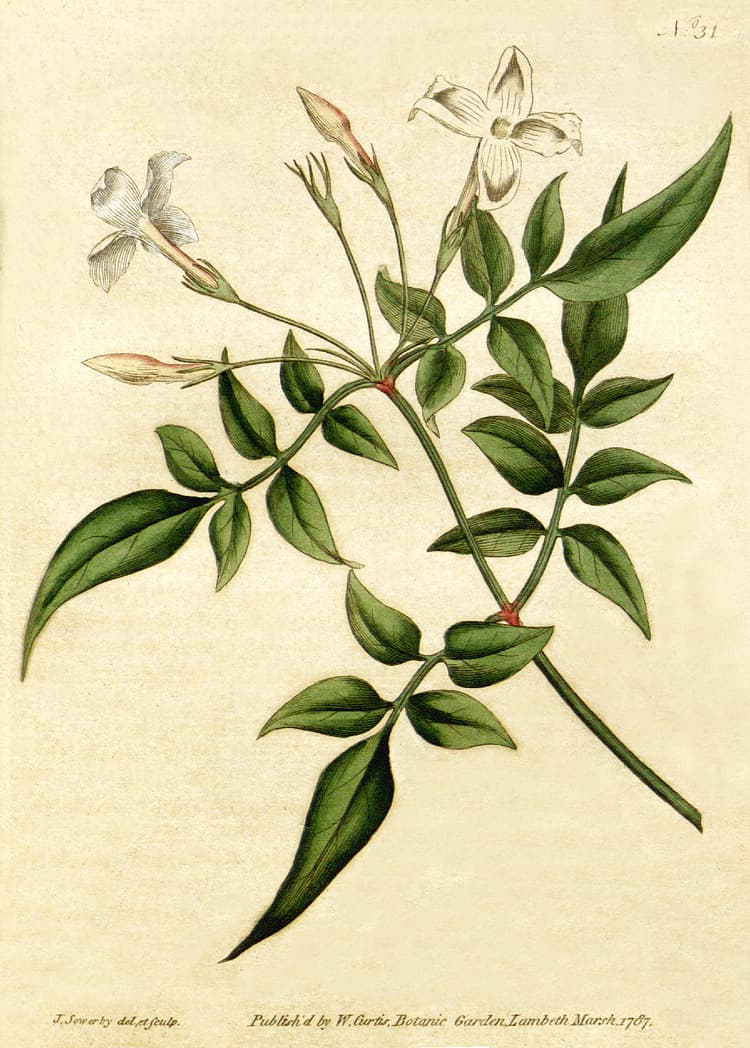 Common jasmine