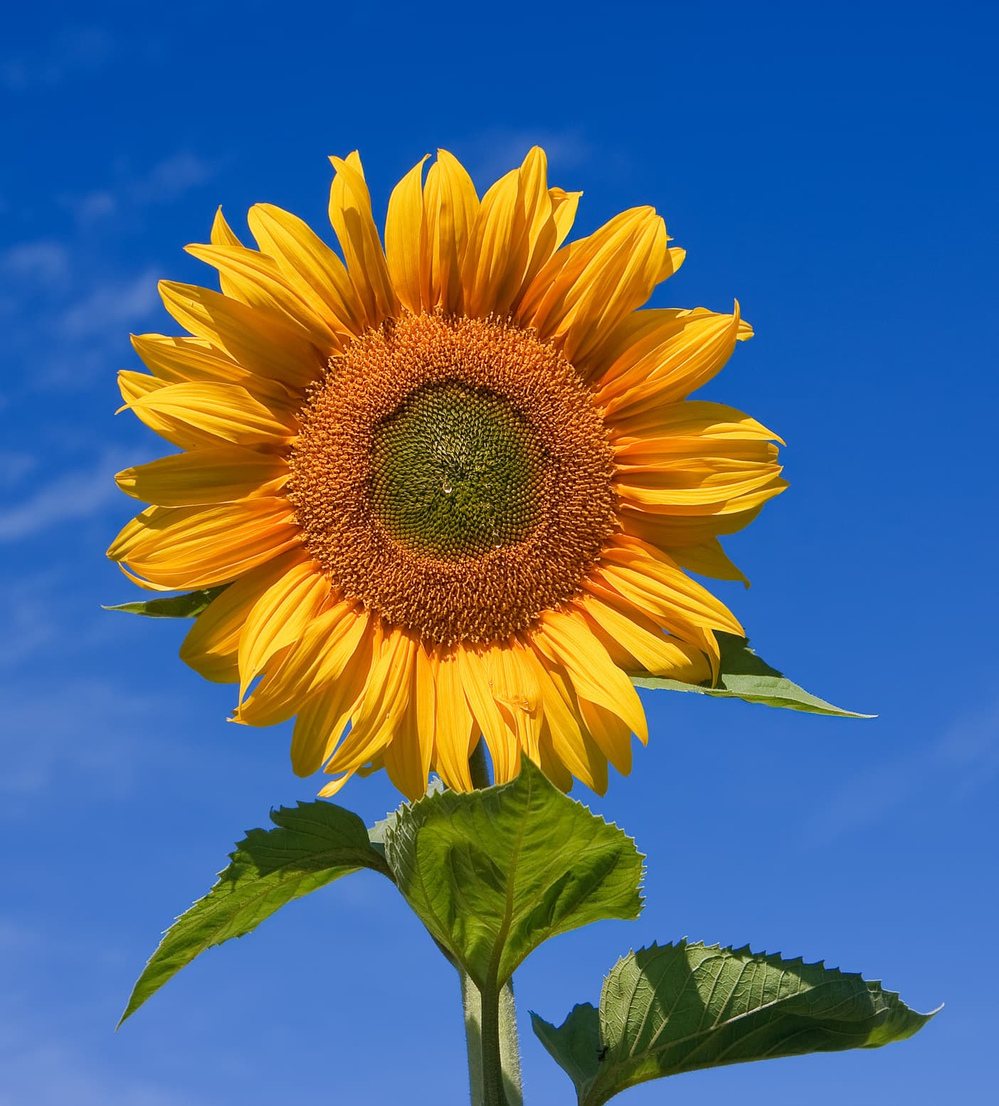 Common sunflower