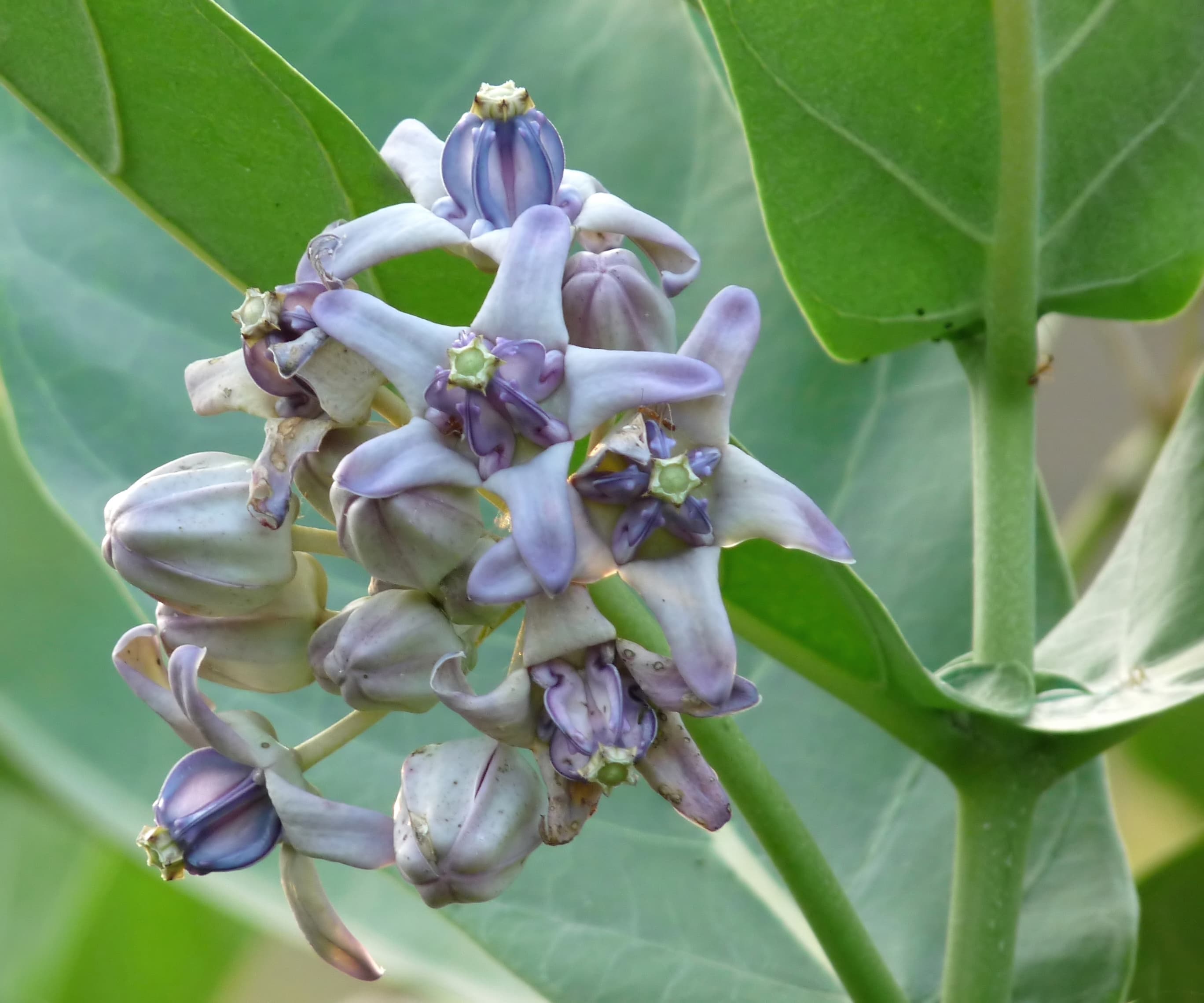 Crown flower