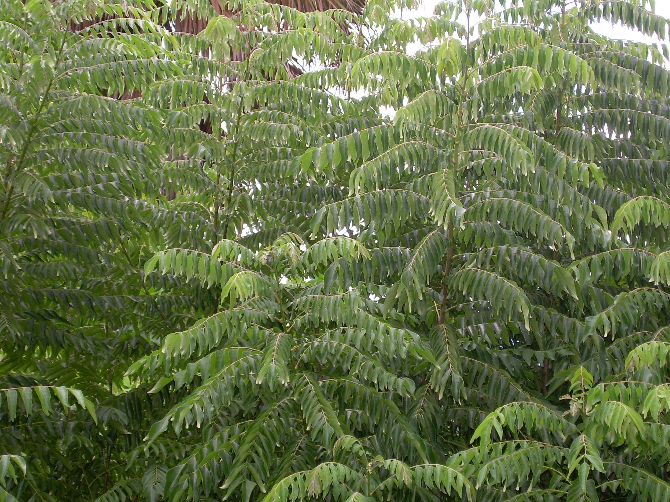 curry tree