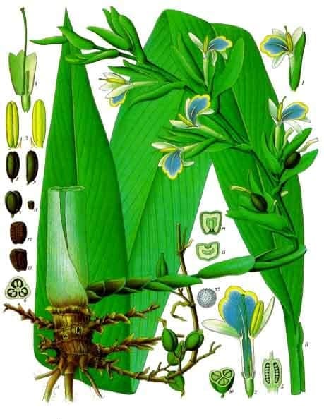 Green cardamom