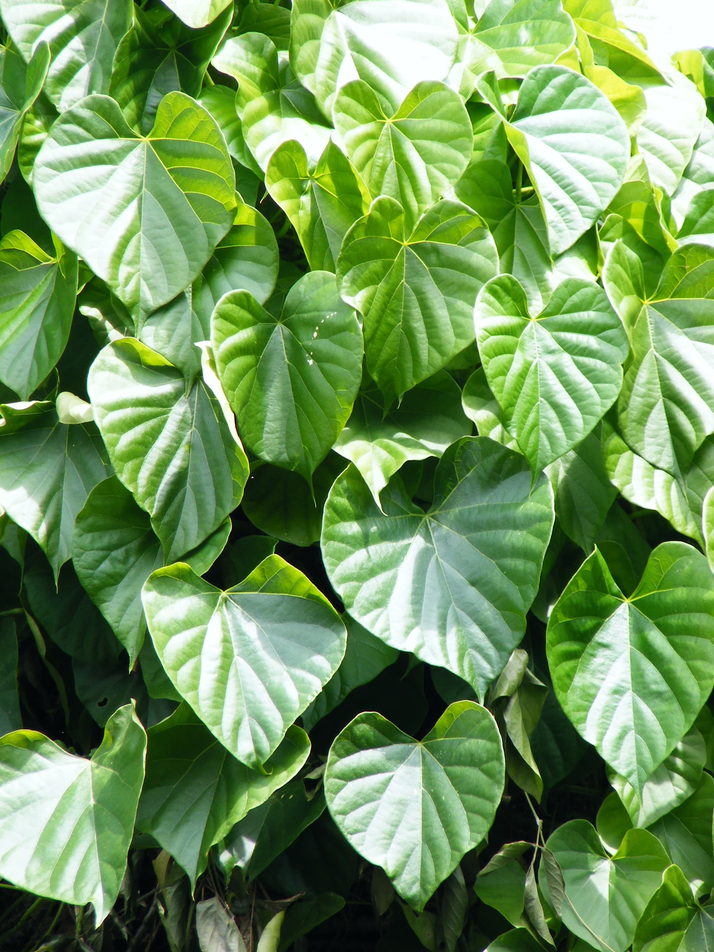Heart-leaved moonseed