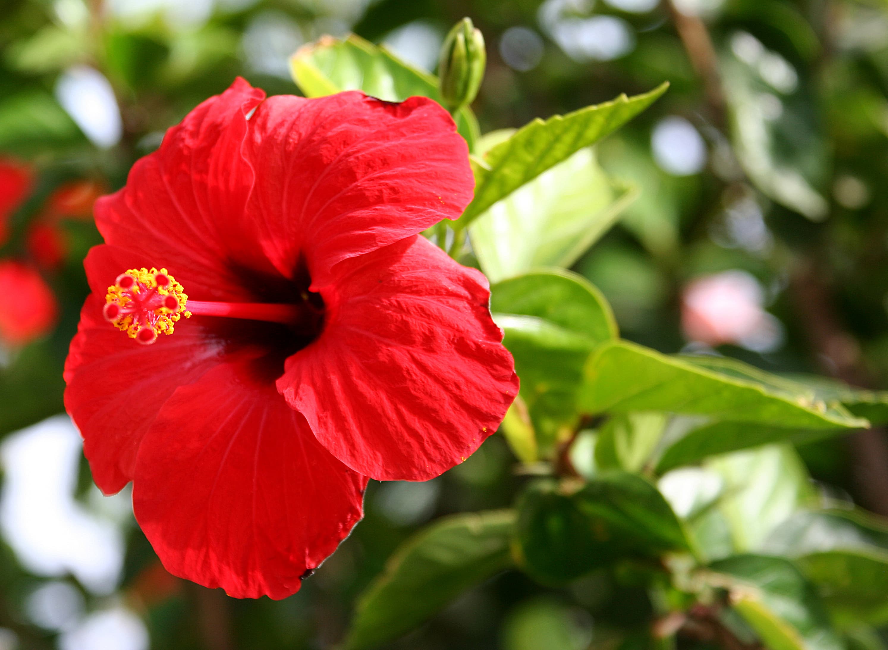 Hibiscus × rosa-sinensis