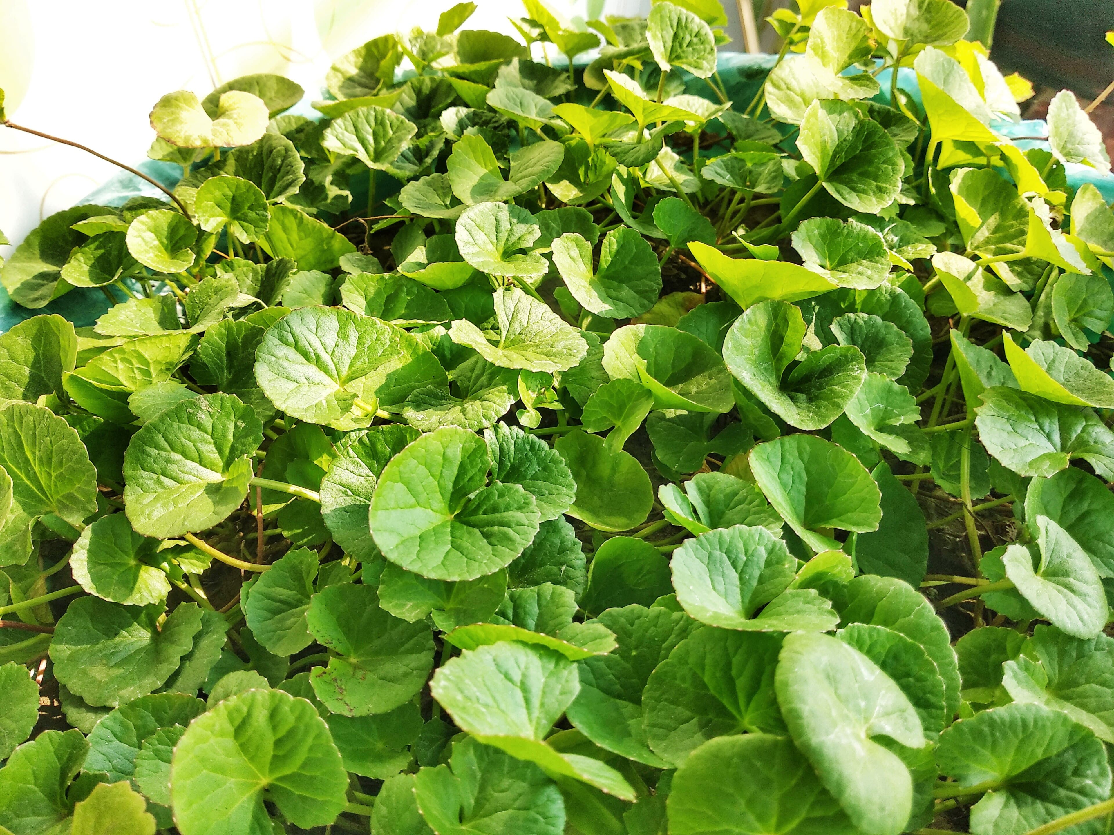 Indian pennywort
