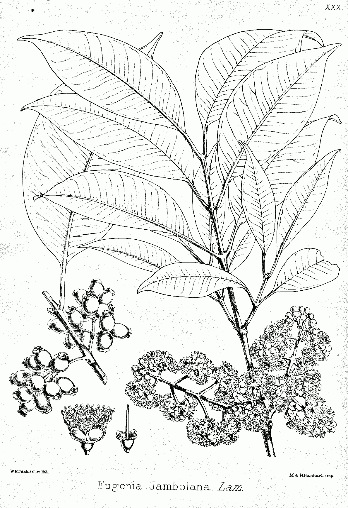 Java plum
