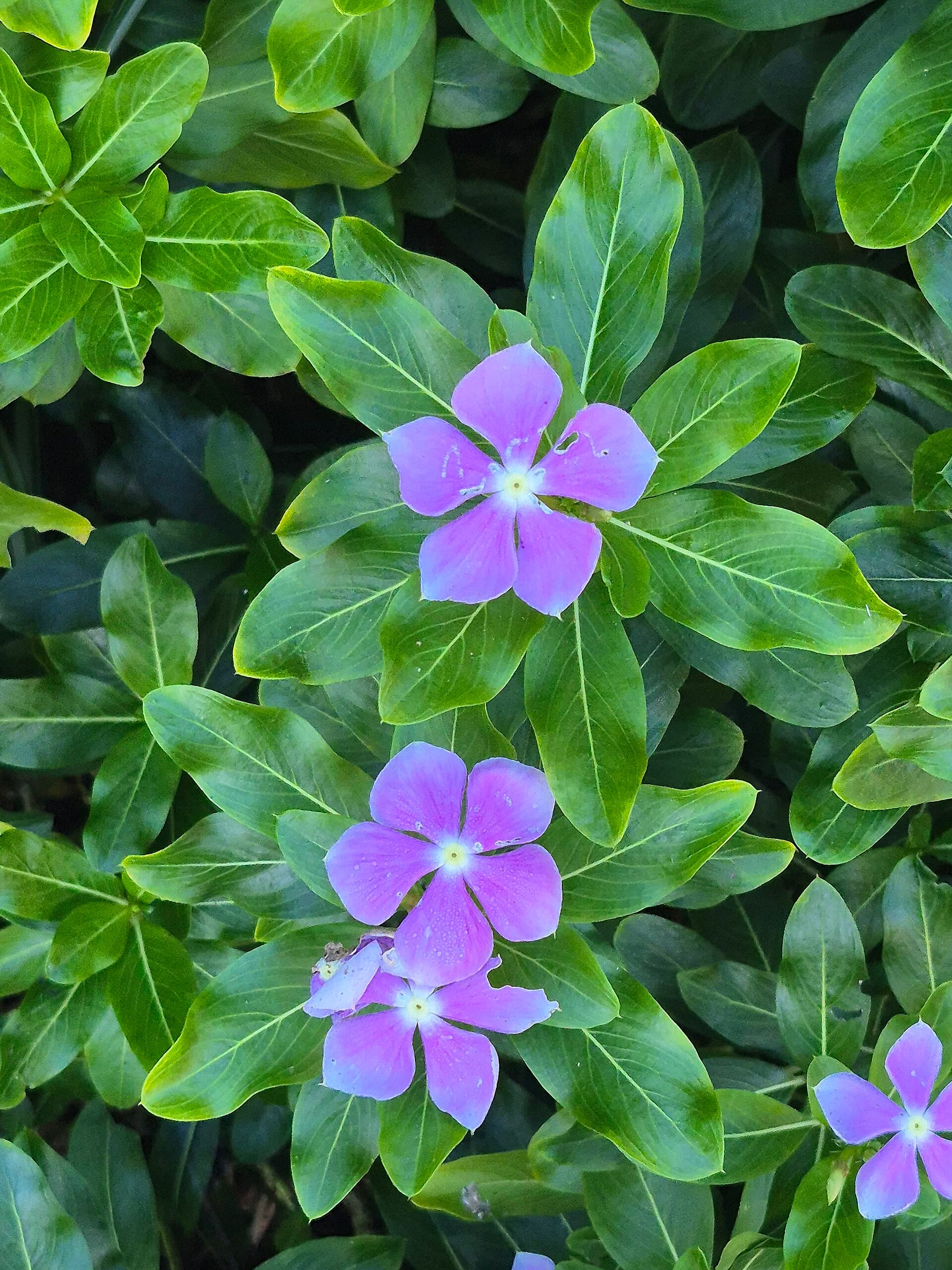 Madagascar periwinkle