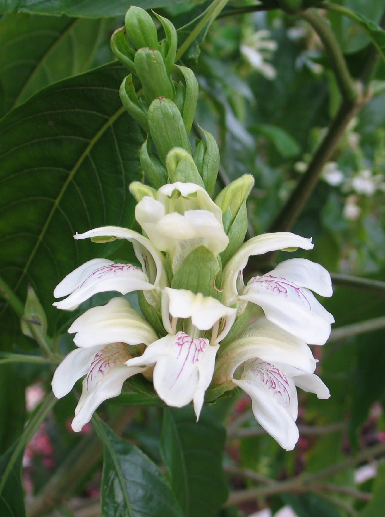 Malabar nut
