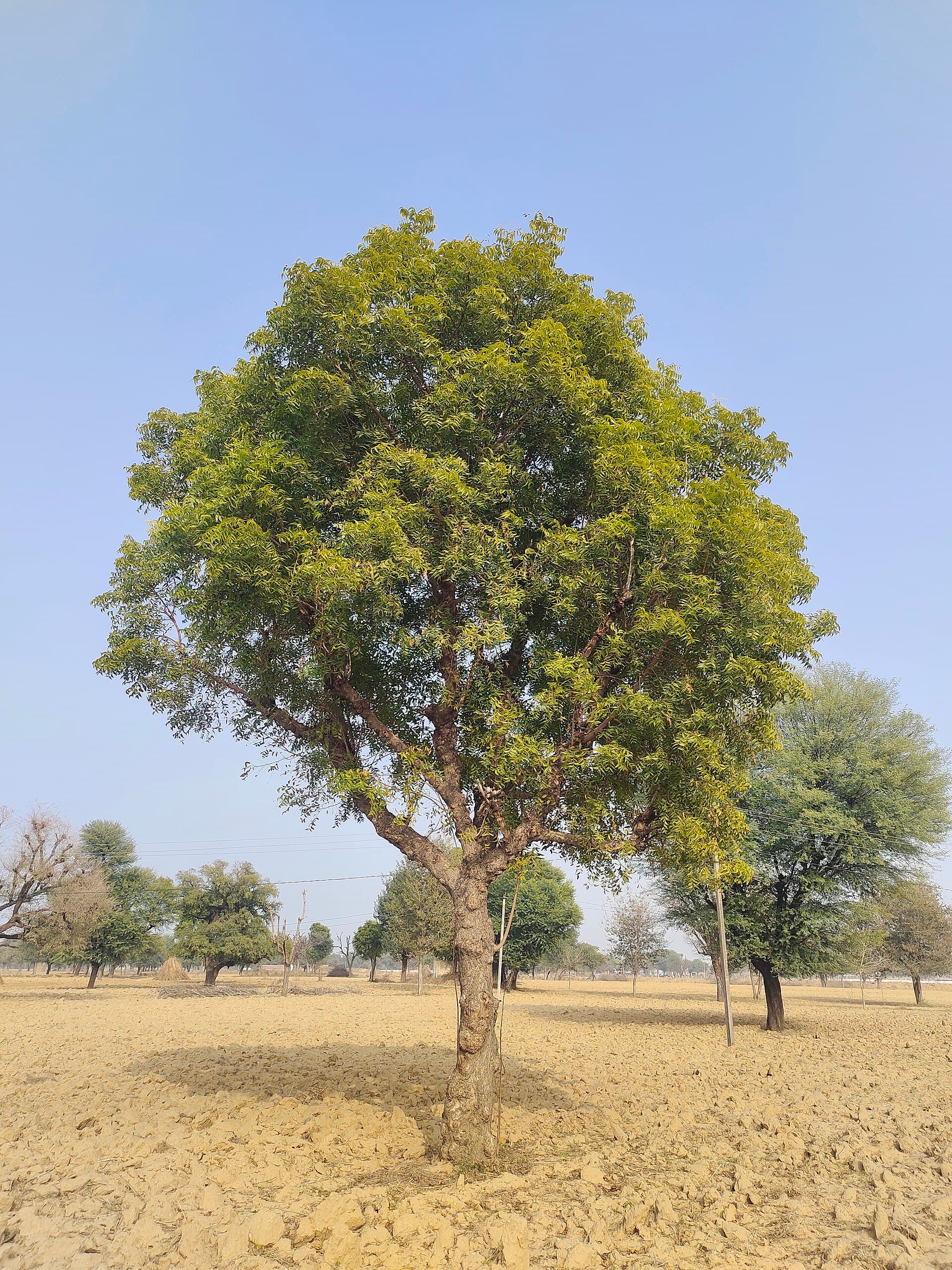 neem