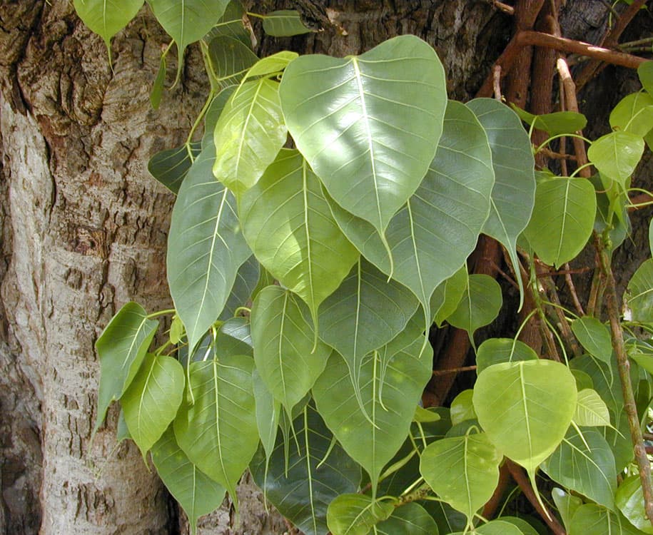 Sacred fig