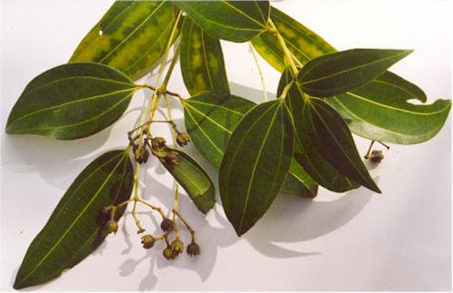 True cinnamon, Ceylon cinnamon