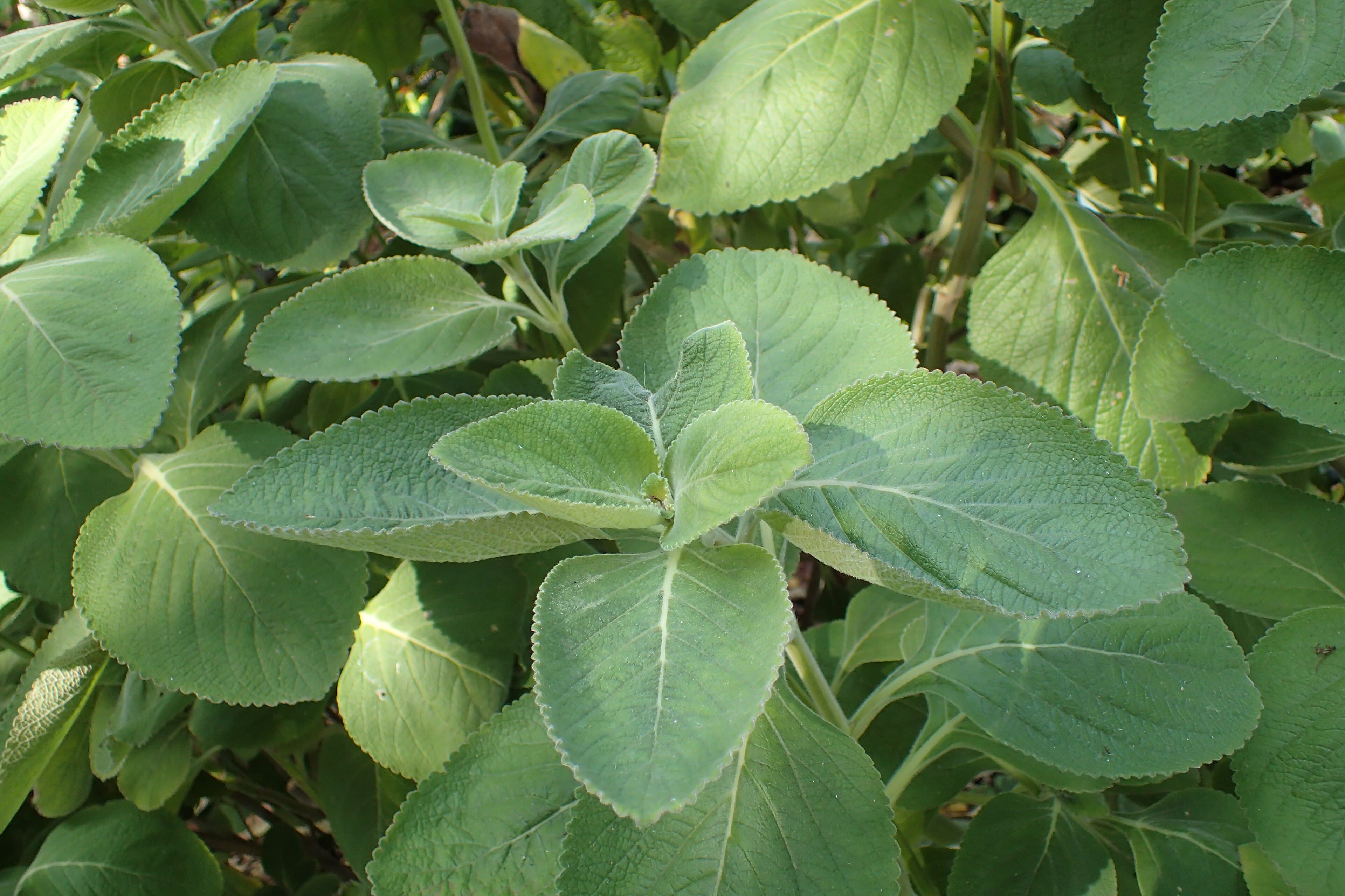 woolly plectranthus
