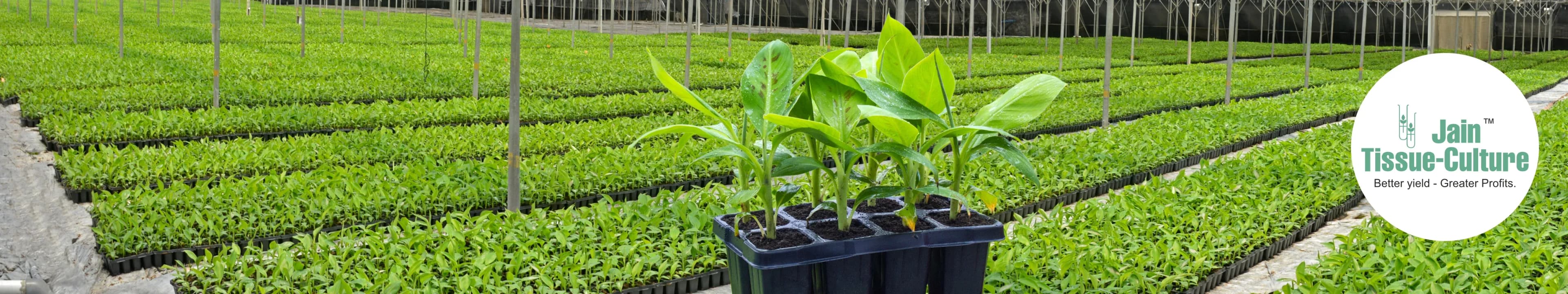 Jain Tissue Culture & Hi-Tech Nursery Plants