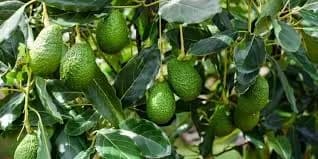 Indo Israel Avocado Nursery