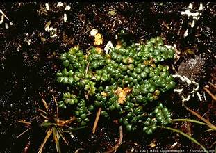 liliwai (Acaena exigua)