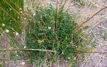 Sheep's-bur (Acaena ovina)