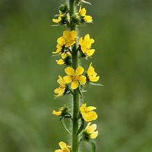 Agrimonie (Agrimonia bracteata)