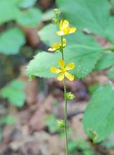 Korean agrimony (Agrimonia coreana)