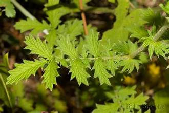 incised agrimony (Agrimonia incisa)