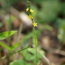 Small hairy agrimony (Agrimonia nipponica)