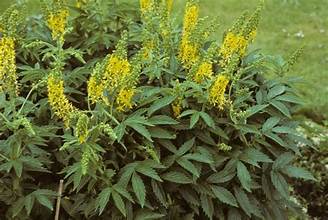 Creeping Grovebur (Agrimonia repens)
