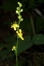beaked agrimony (Agrimonia rostellata)
