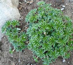 Limestone Alp Lady's Mantle (Alchemilla alpigena)