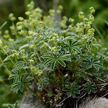 Alpine Lady's-mantle (Alchemilla alpina)