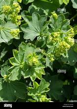 Lady's Mantle (Alchemilla aroanica)