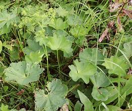 Baltic Lady's Mantle (Alchemilla baltica)