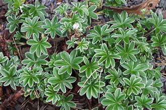 Silver Lady's-Mantle (Alchemilla conjuncta)