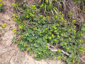Diadem Lady's Mantle (Alchemilla diademata)