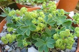 Faeroeic lady's-mantle (Alchemilla faeroensis)