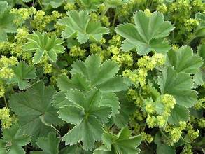 Holotrichous Lady's Mantle (Alchemilla jaroschenkoi)