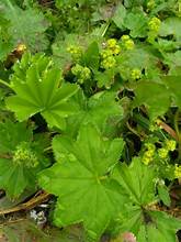 gleaming lady's-mantle (Alchemilla micans)