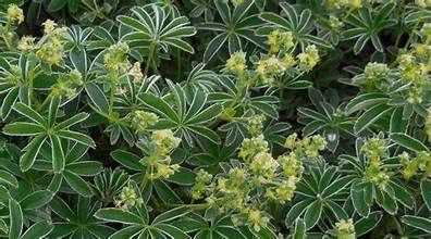 Silver Lady's Mantle (Alchemilla nitida)