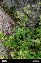 Pale Lady's Mantle (Alchemilla pallens)