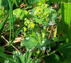 Broadtooth lady's mantle (Alchemilla subcrenata)