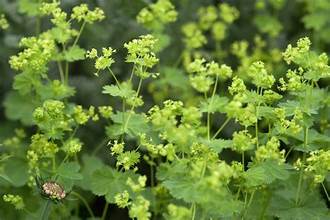 Crisp Lady's-mantle (Alchemilla venosa)