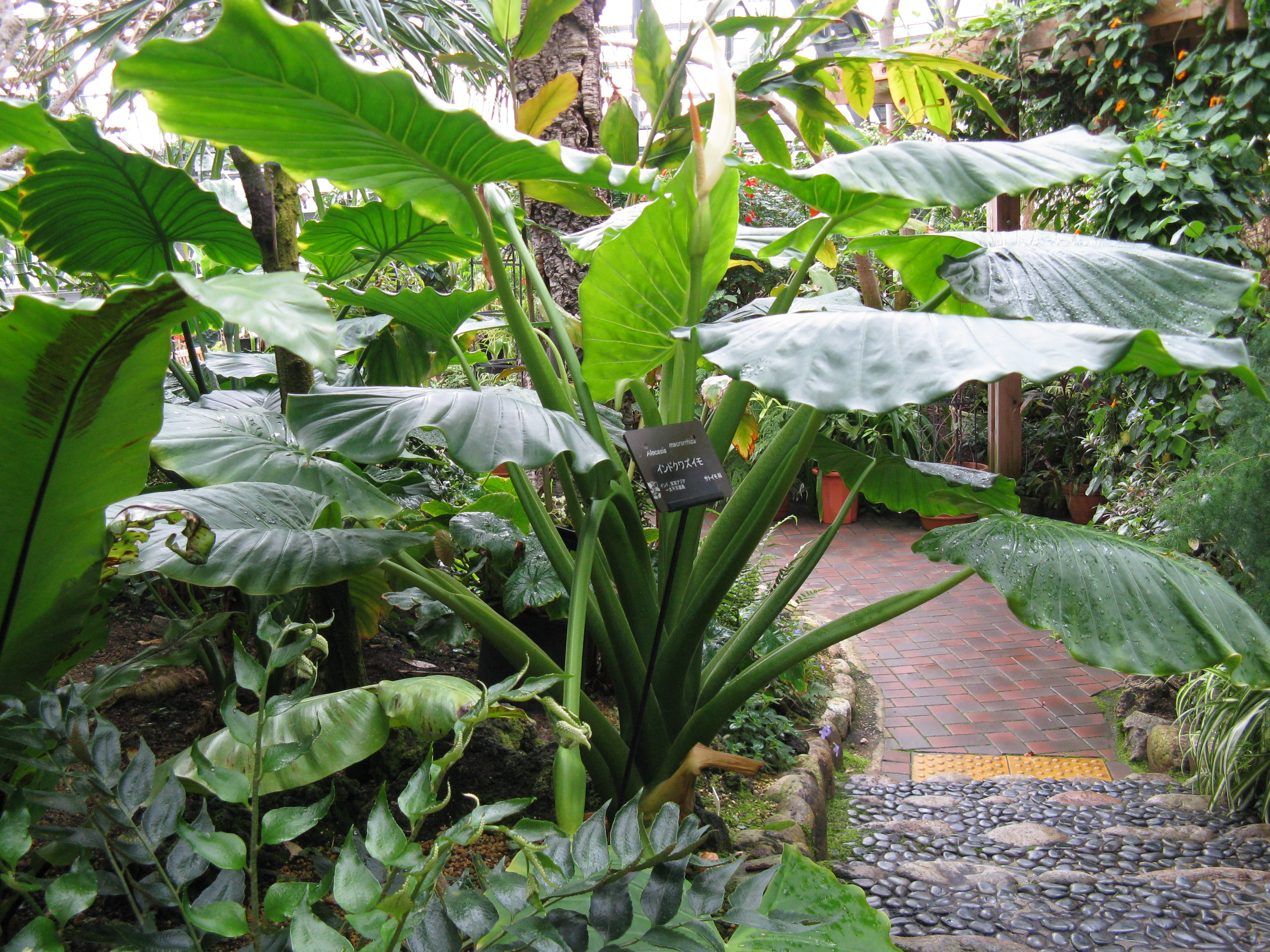 Alocasia Macrorrhiza