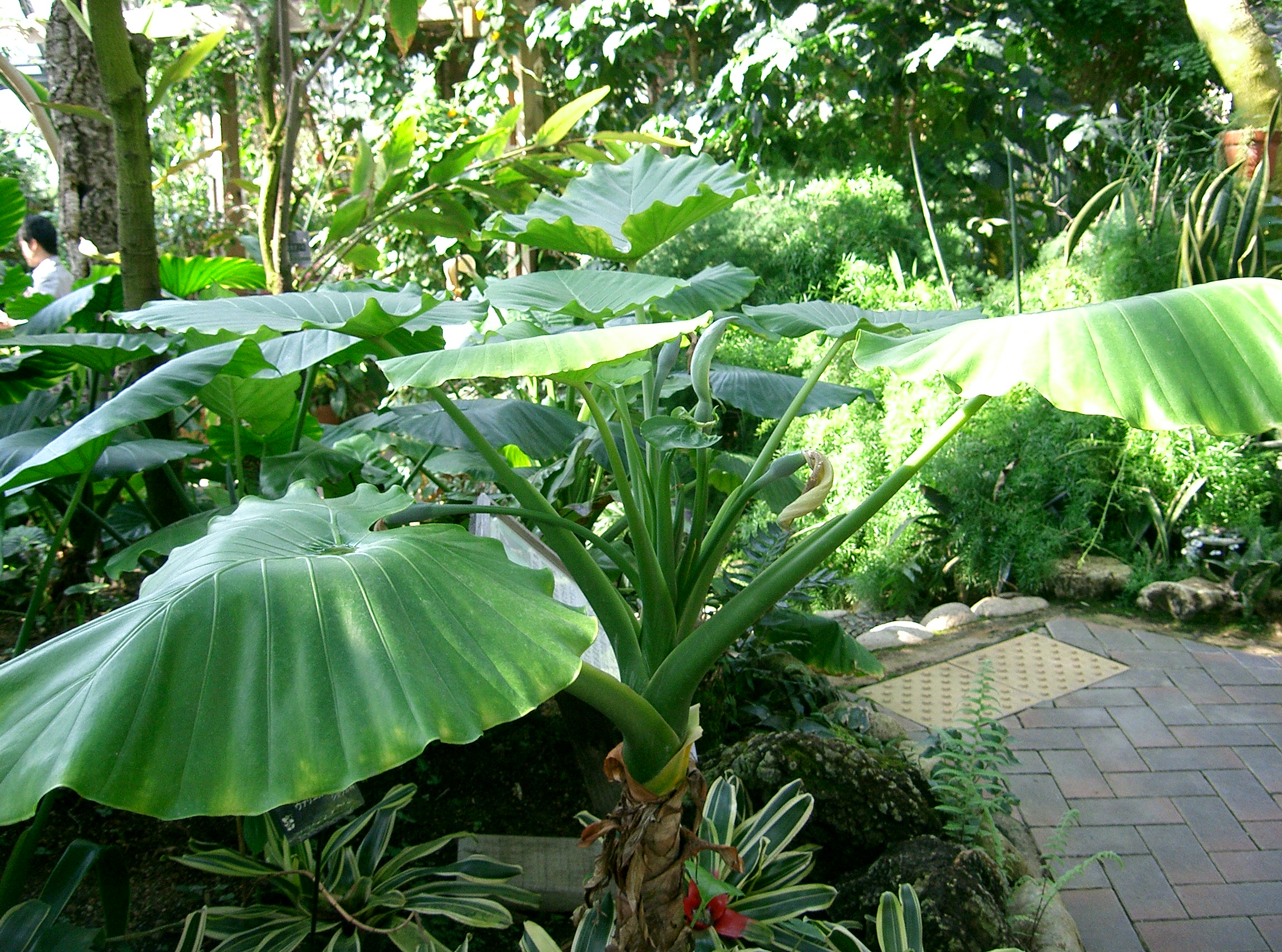 Alocasia Odora
