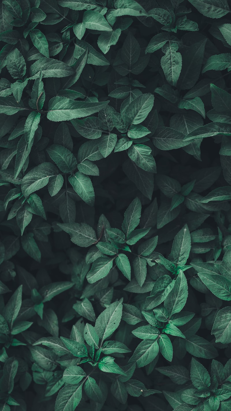 Alocasia Portadora