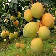 Alphonso Mango Grafted