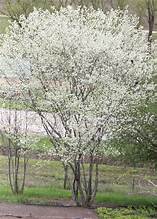 Allegheny Serviceberry (Amelanchier arborea)