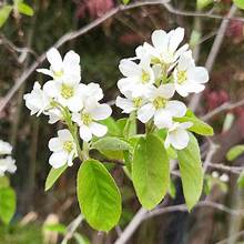 Asian Serviceberry (Amelanchier asiatica)