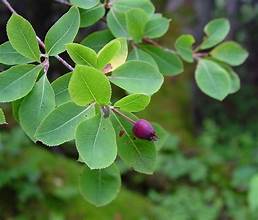 Bartram Shadbush (Amelanchier bartramiana)