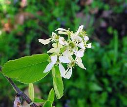 Low Juneberry (Amelanchier humilis)